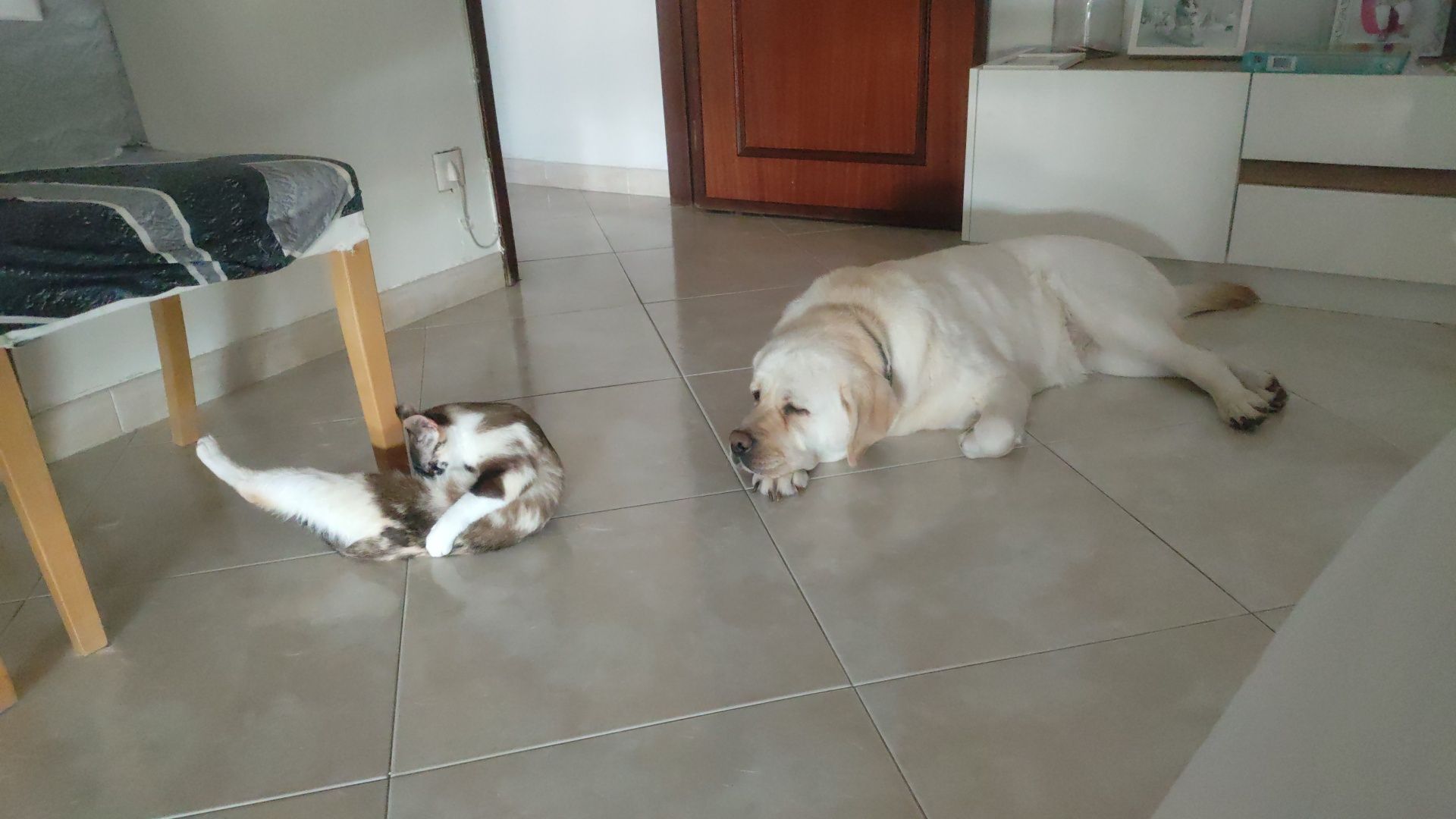 Para Adoção Responsável: Cadela Labrador + Gata Meiga (Juntas)