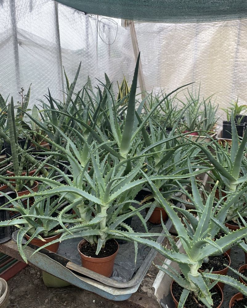 Aloes doniczkowy