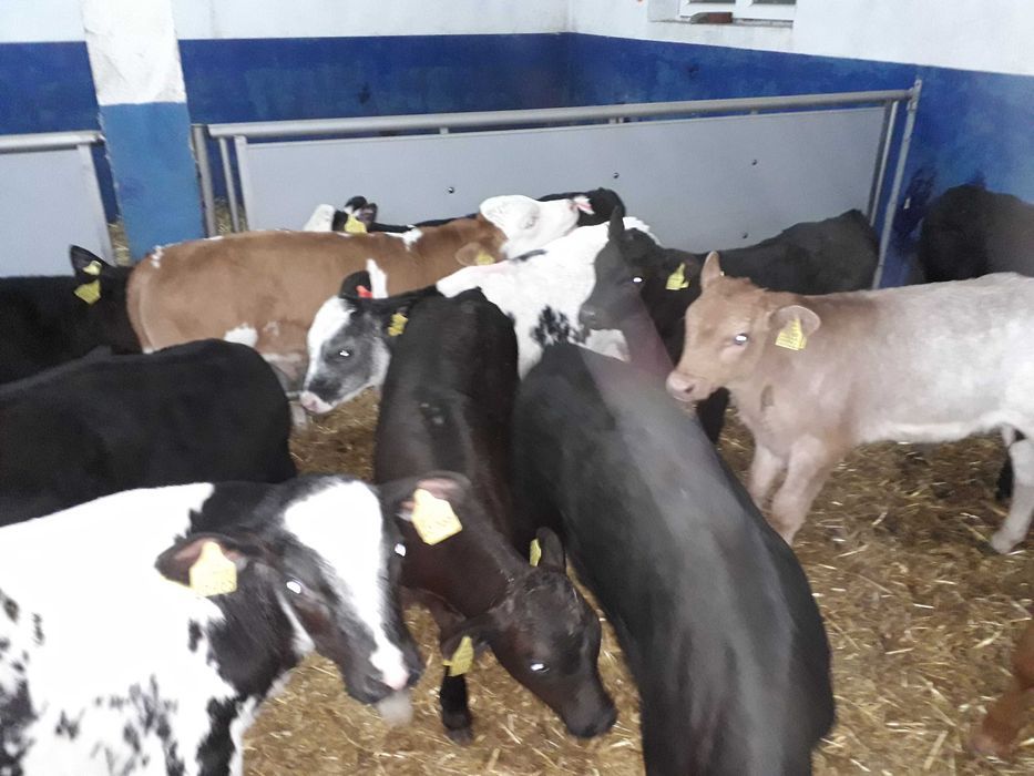 Sprzedam Cielęta mięsne oraz mleczne , byczki, jałówki, dowóz