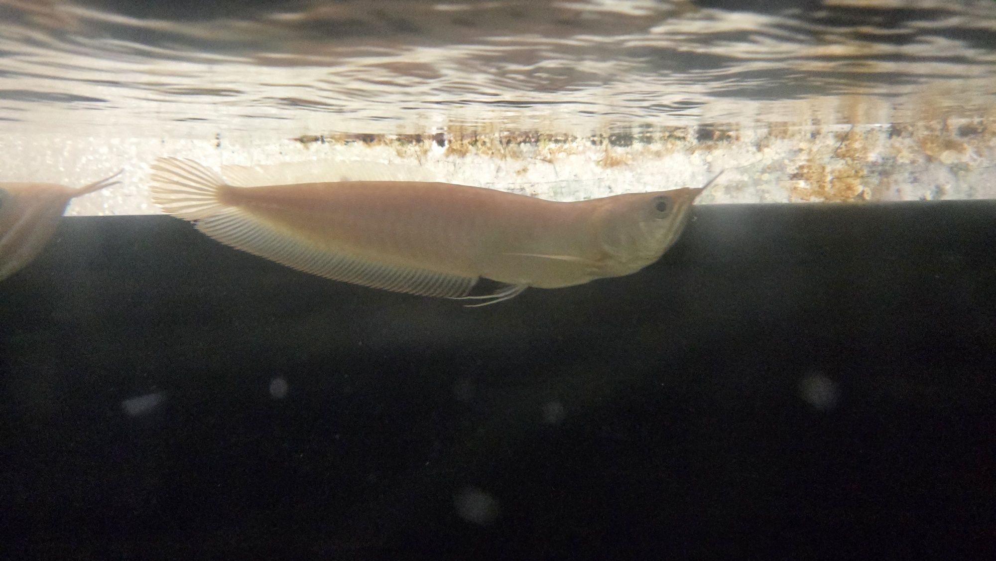Arowana albina c/defeito