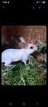 Sprzedam kroliki mini rex