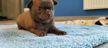 Piękny czekoladowy piesek Chihuahua