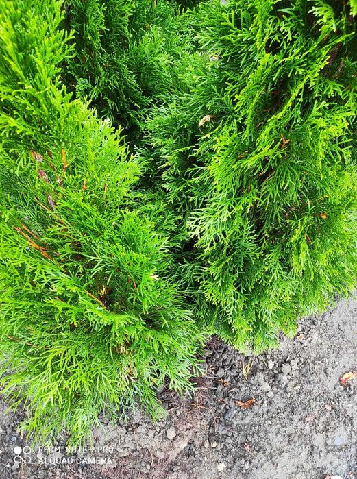 Tuja Szmaragd Produkt z Polski WYPRZEDAZ