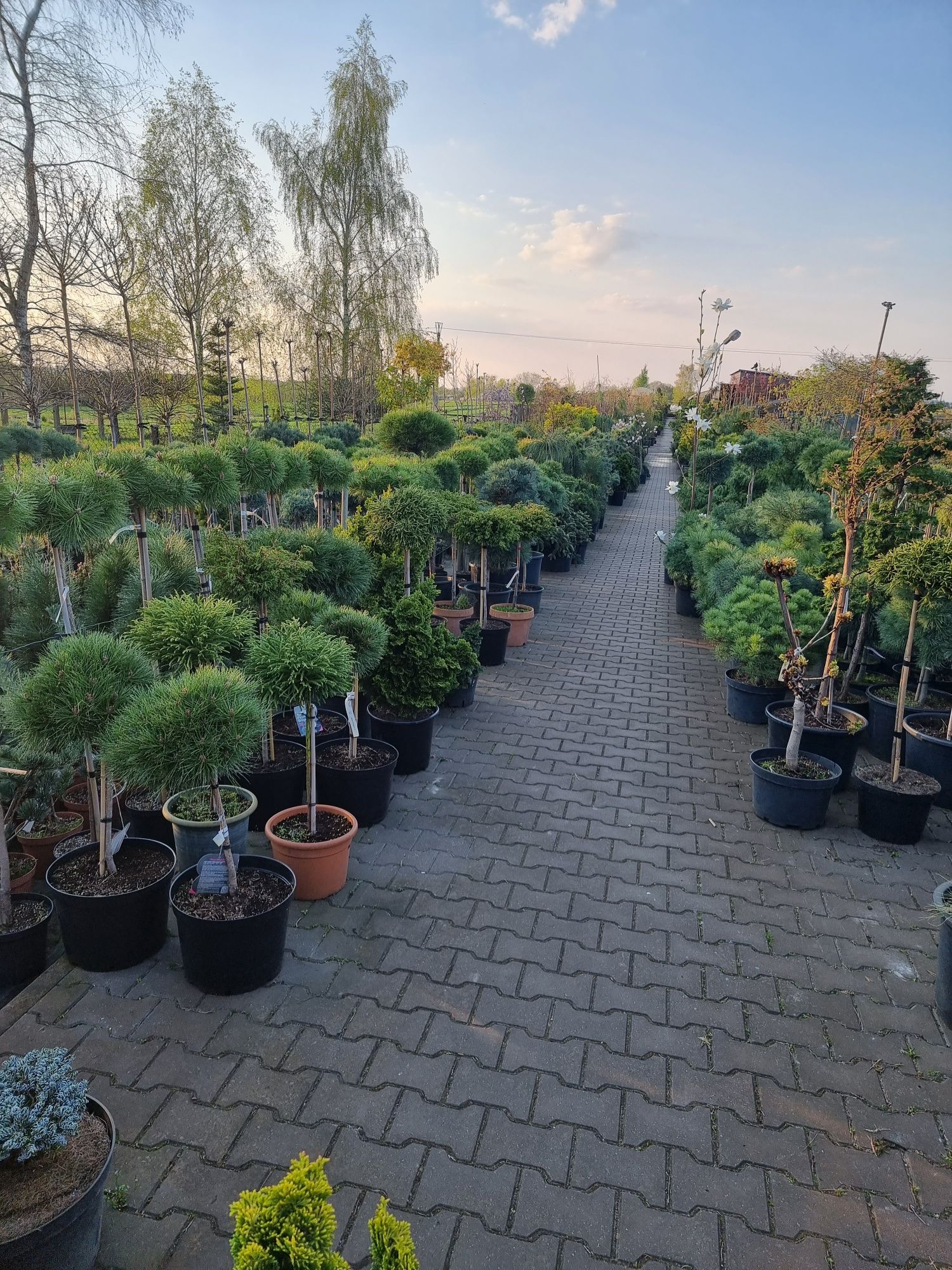 Krzewy formowane Niwaki BONSAI