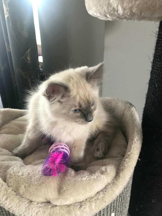 OKAZJA! Kocurek rasy Ragdoll
