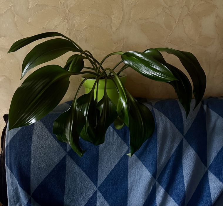 Лилия эухарис белые