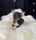 Chihuahua xxs mini sunia krótkowłosa tricolor