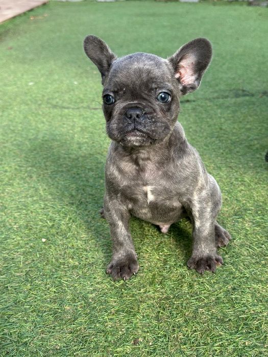 Bulldog Francês Exótico