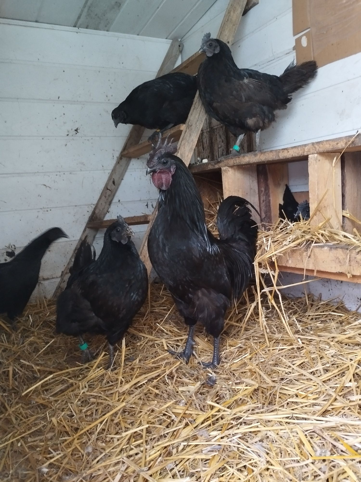 Ayam cemani jajka lęgowe