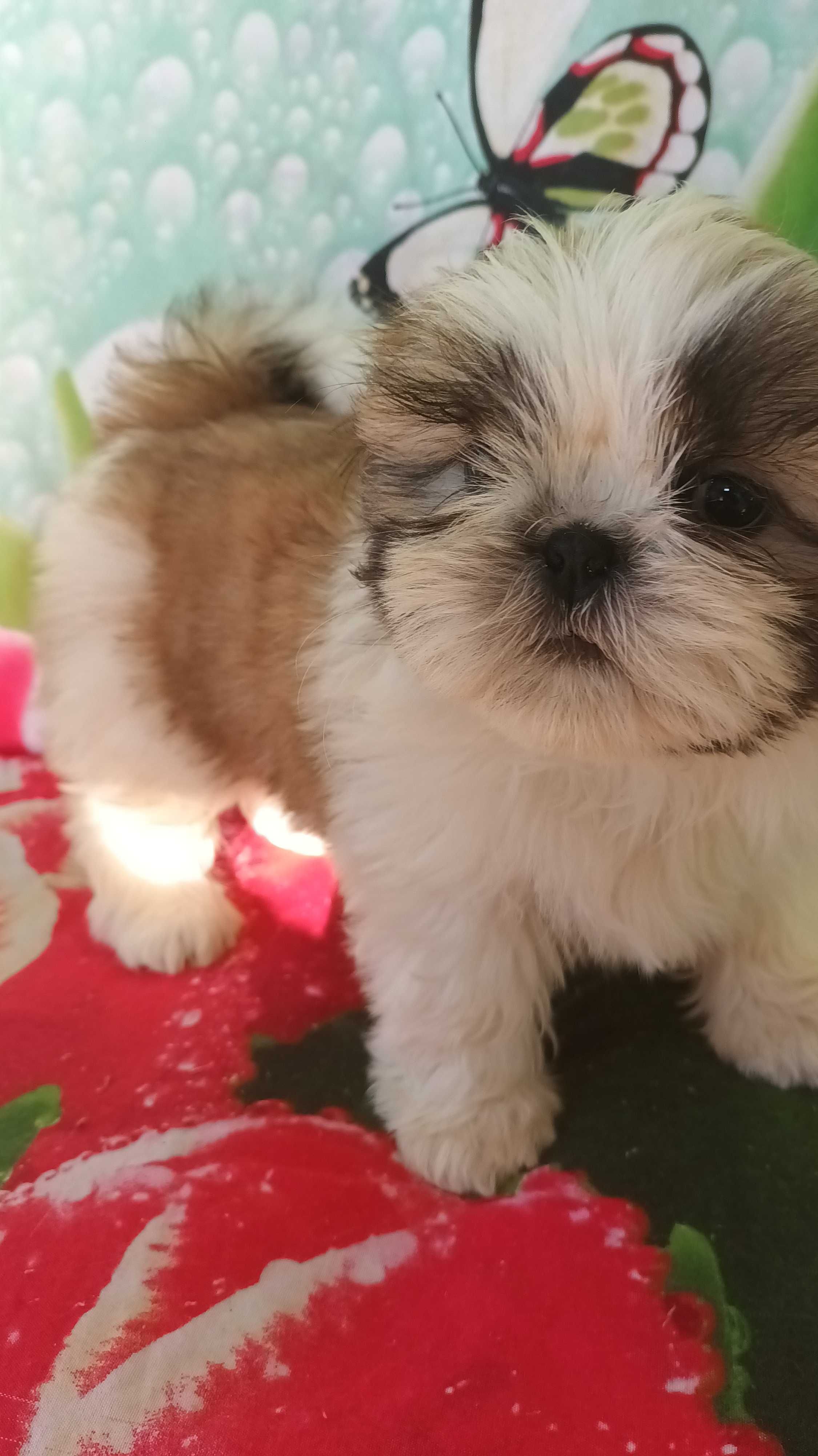 Shih Tzu szczeniaczek z rodowodem  SWKIPR
