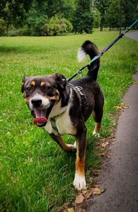 Fred wesoły, pieknyi młody  szuka domu