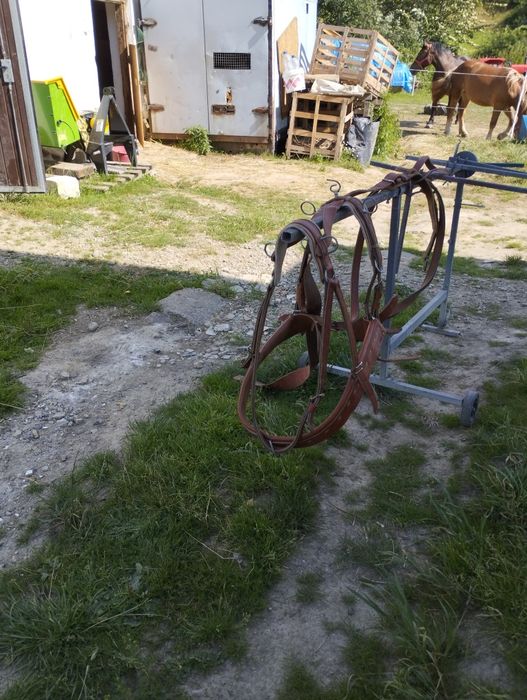 Sprzedam szory puszorki