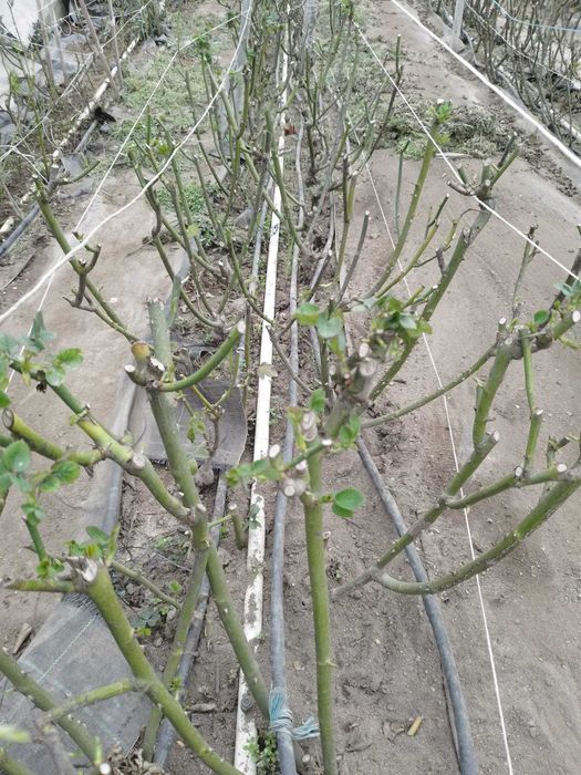 Pés de roseira para plantar / rosas para decoração / arranjos