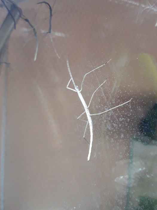 Patyczak czerwonoskrzydly młody