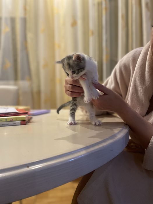 Віддаємо кошенят в добрі руки