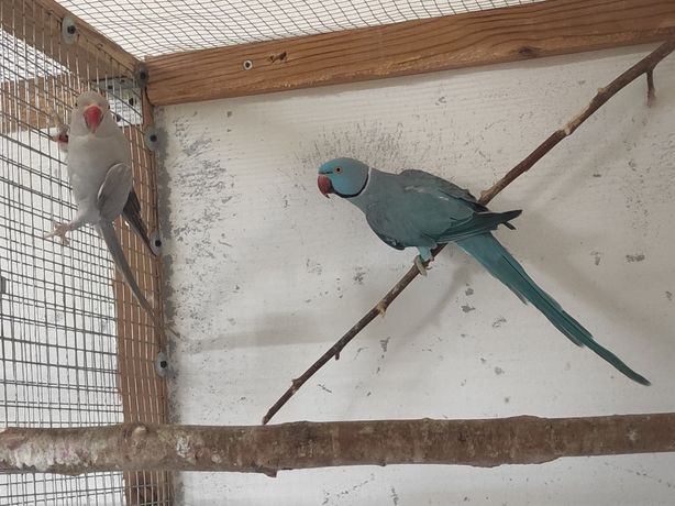 Papugi, papużki aleksandretty obrożne