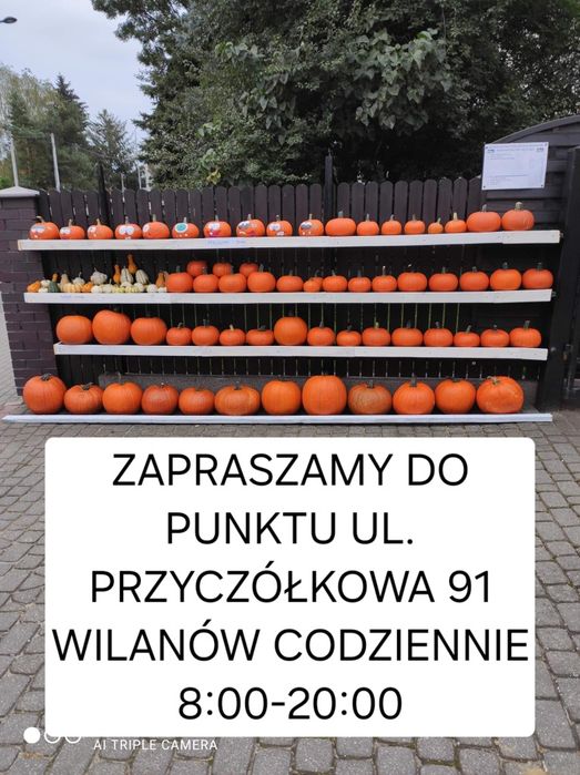 Dynie, dynia na zamówienie różne rodzaje, hurt, detal