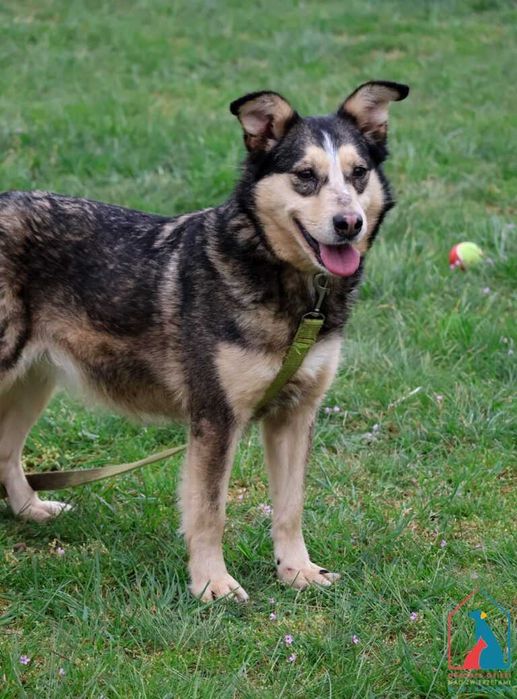 Sunia Furcia szuka domu