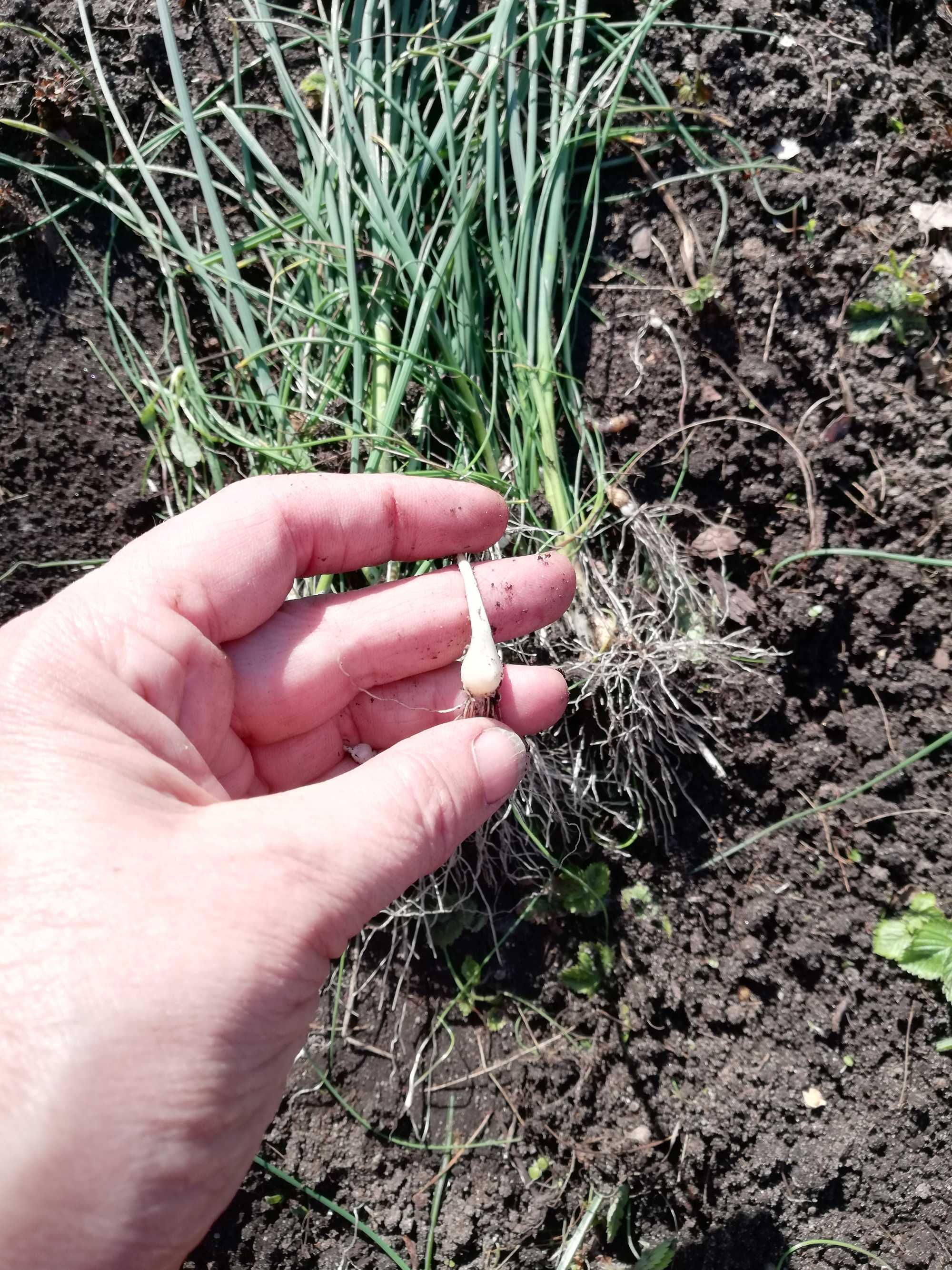 żurek domowy na wodzie brzozowej i ziołach