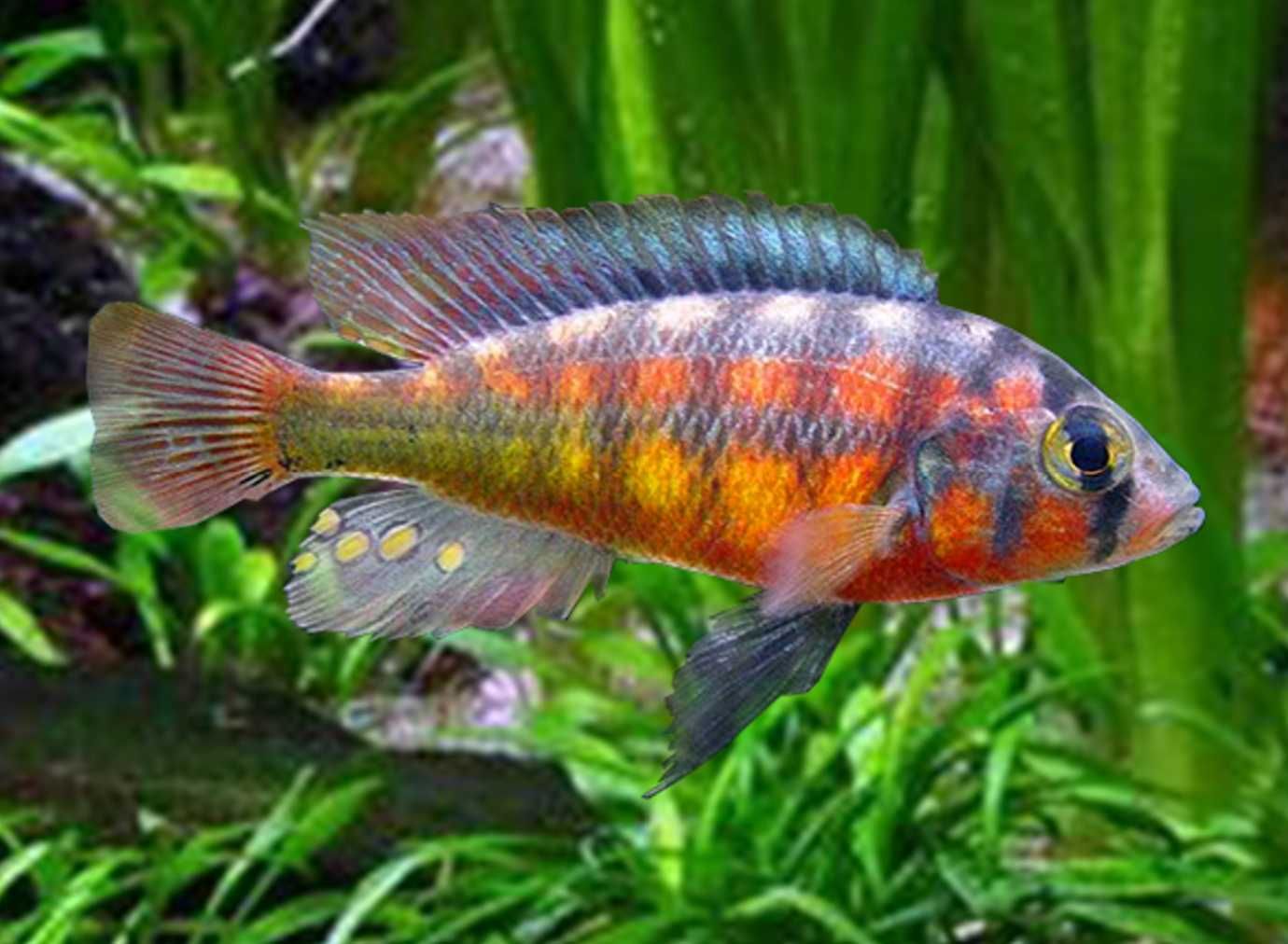 Haplochromis Rock Kribensis - dowozimy, wysyłamy