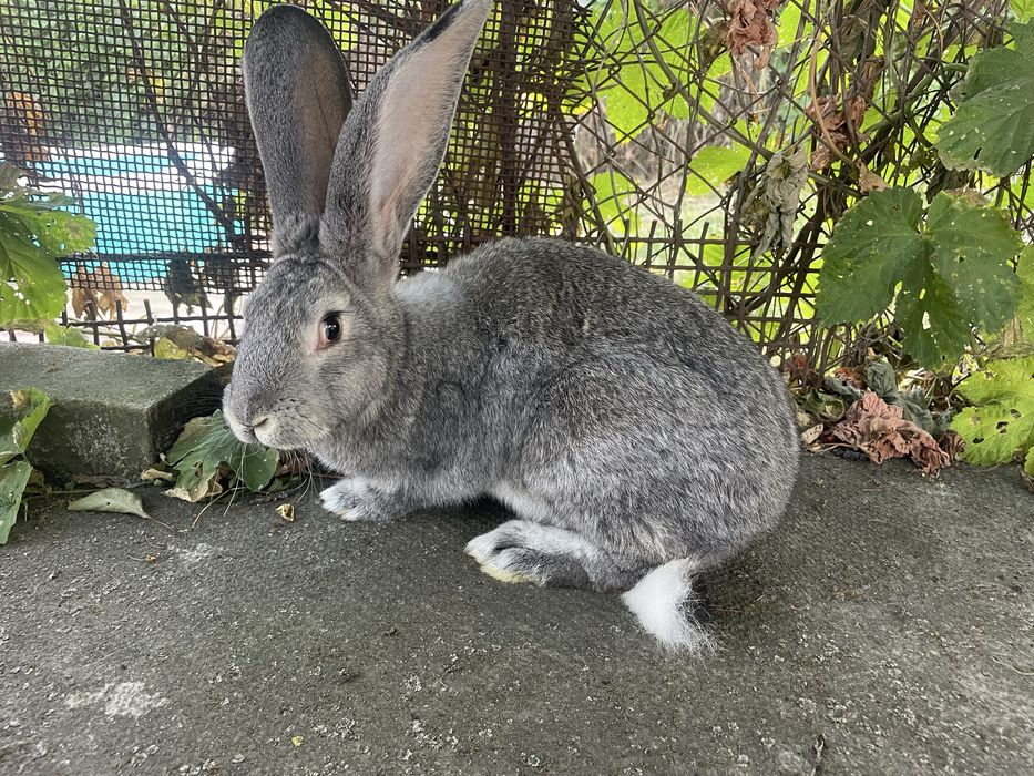 Продам кролиць.