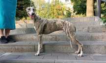 Віппет whippet уиппет мала англійська борза