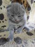 Vendo gatinho Scottish Fold
