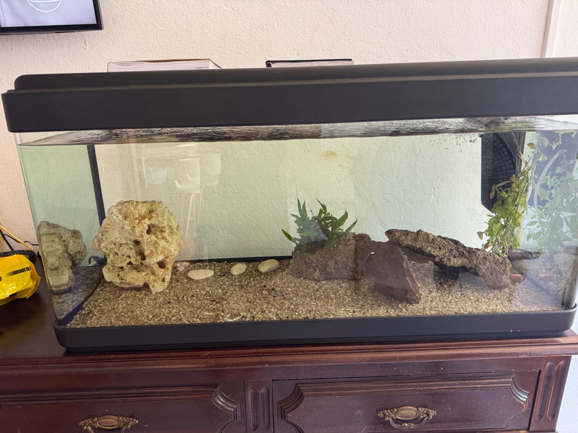 Vendo aquario com pedras e planta