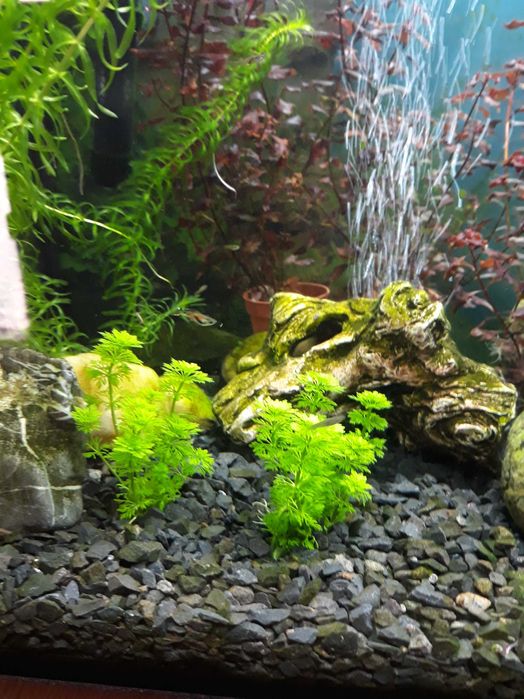 Roślina akwariowa Limnophila Sessiliflora