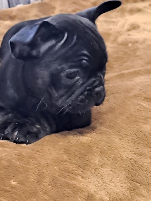 Szczeniak buldog francuski piesek