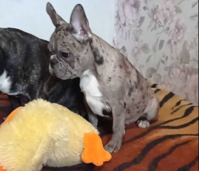 Французский бульдог. Голубой мерль.