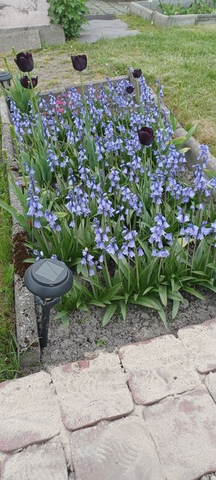 Hiacynt Hiacyntowiec niebieski duże cebule 50 sztuk