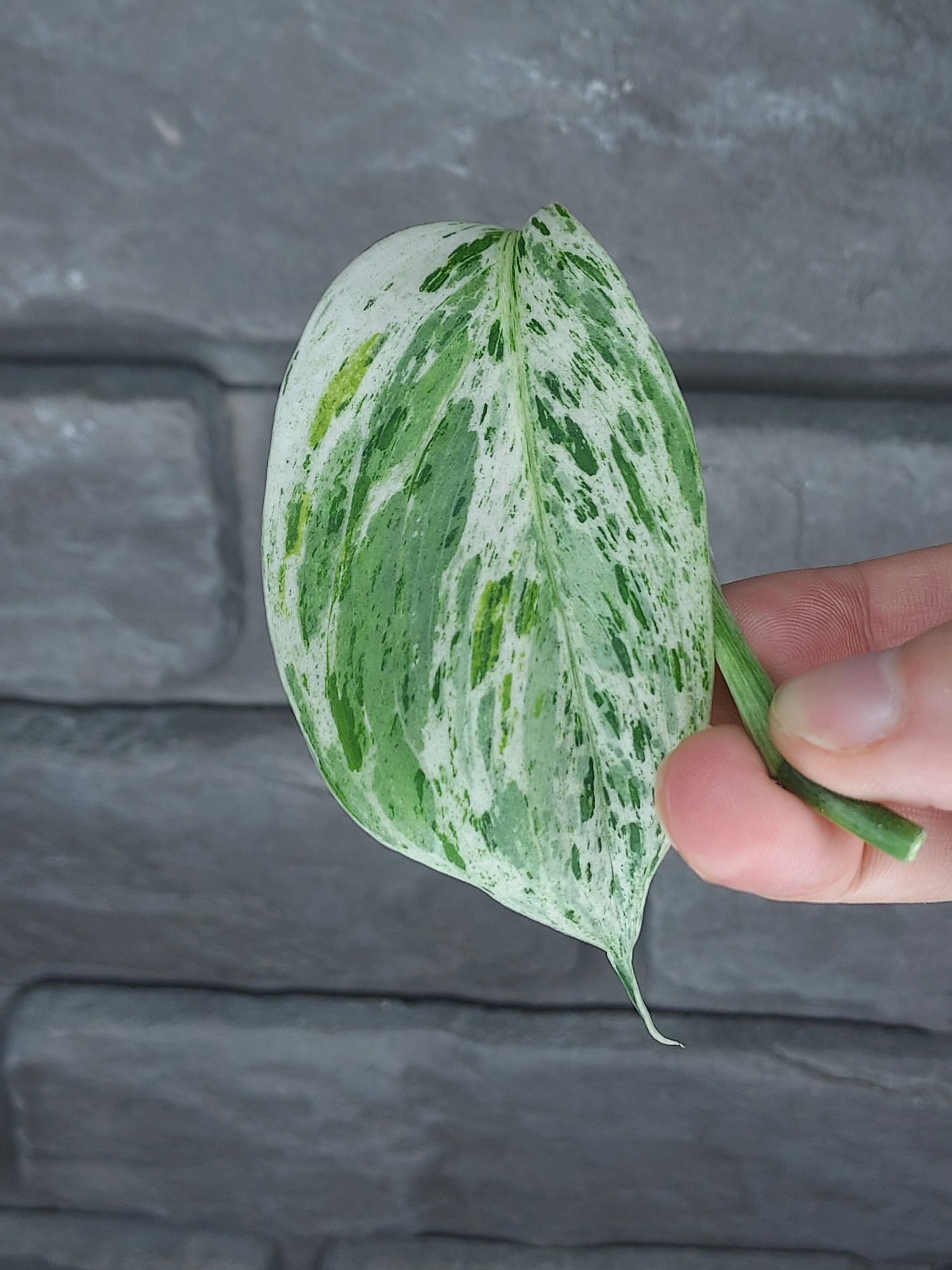 Scindapsus Blue Albo Variegata Indonesian Form #1