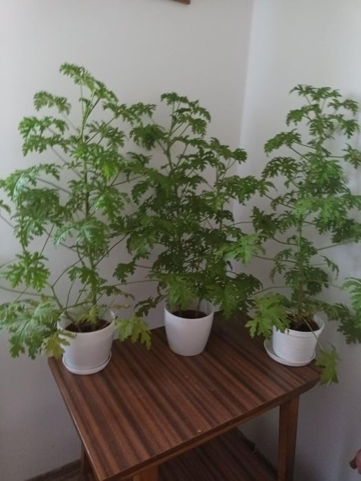 Angina, pelargonia pachnąca, geranium 70 cm