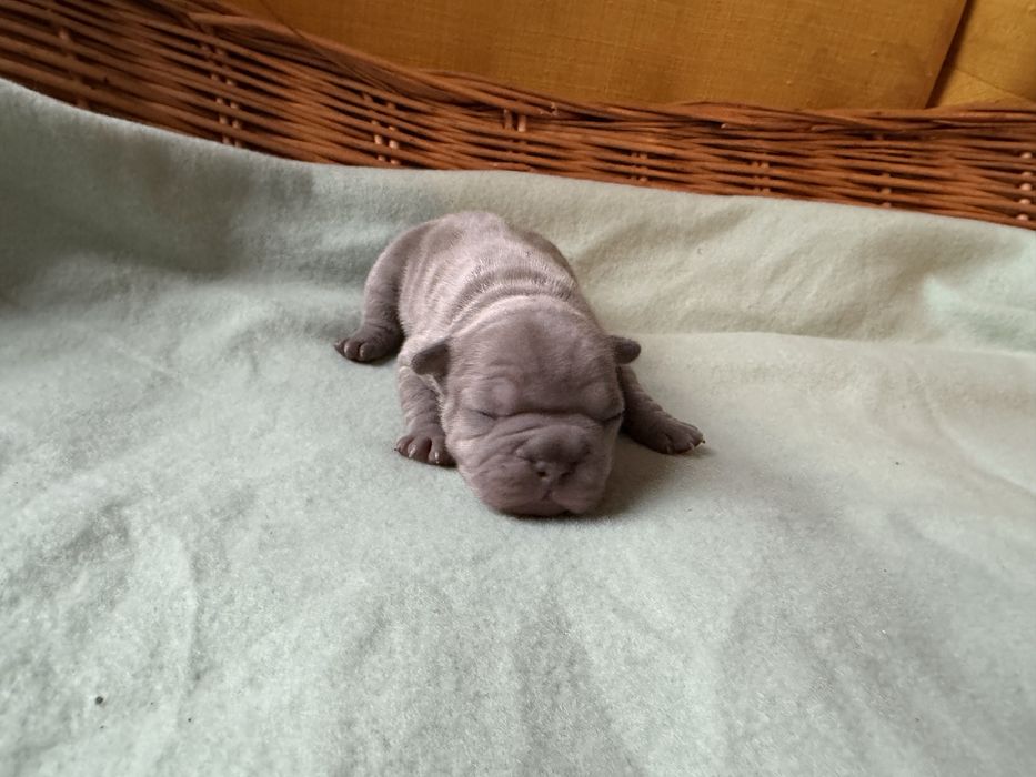 Buldog francuski (dziewczynki )  linia Big-Rope