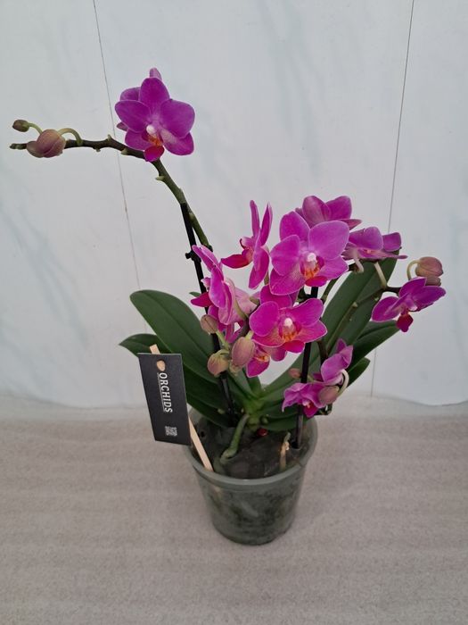 Продам орхідеї квітучі