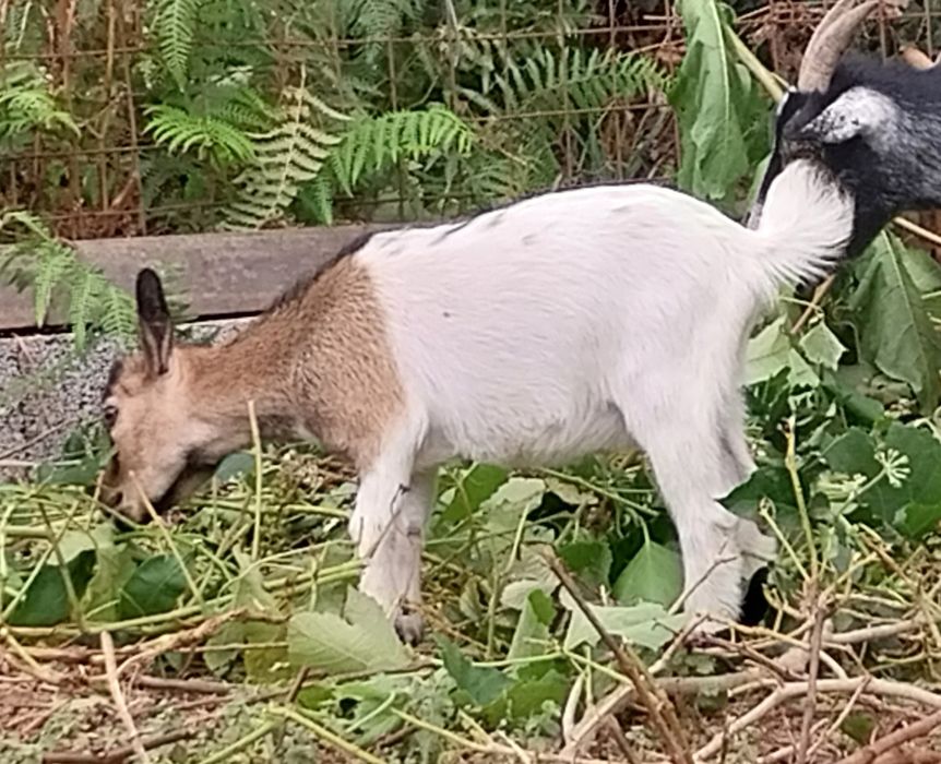 Cabras micro anãs