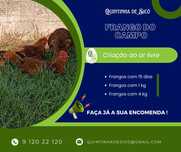 Frangos do Campo