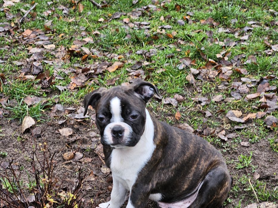Szczeniak boston terrier