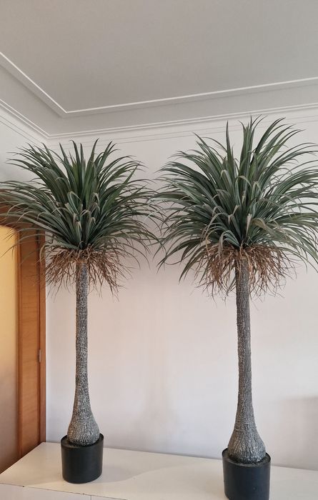Palmeiras / plantas artificiais
