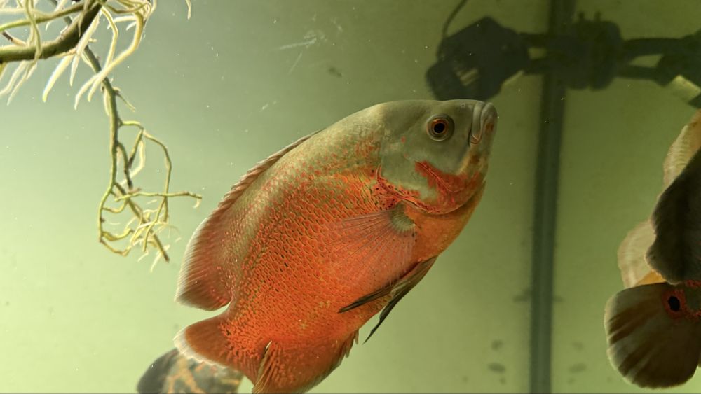 Peixe oscar 60€ cada