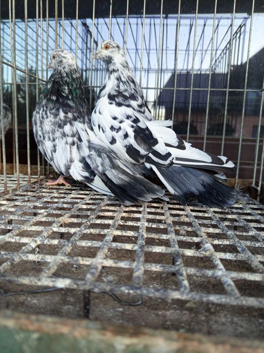 Gołębie orliki stujkowe