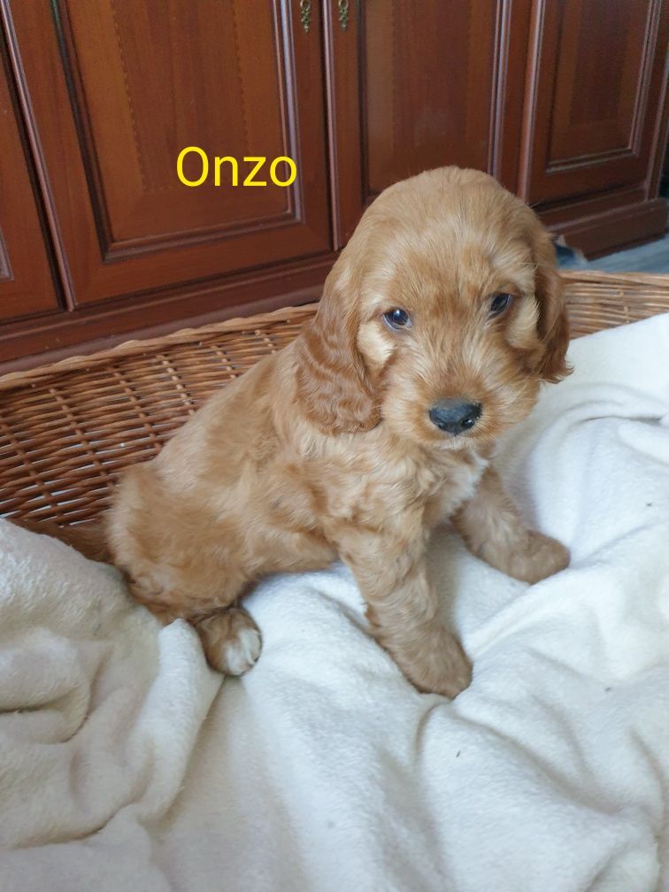 Cockapoo. Piesek Onzo.