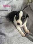 Suczka Border Collie