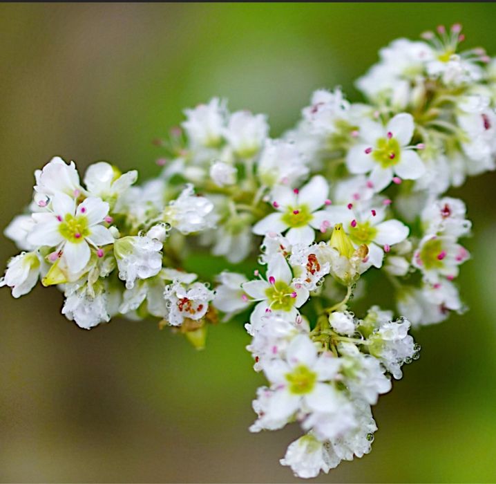 Nasiona gryki gryka gryka do siania dla pszczol