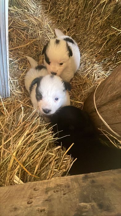 Цуценята в добрі руки.