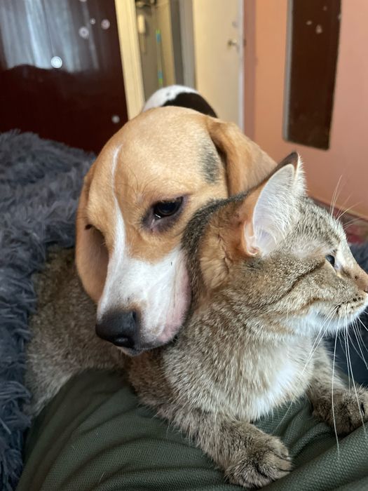 Собака, дівчинка бігль