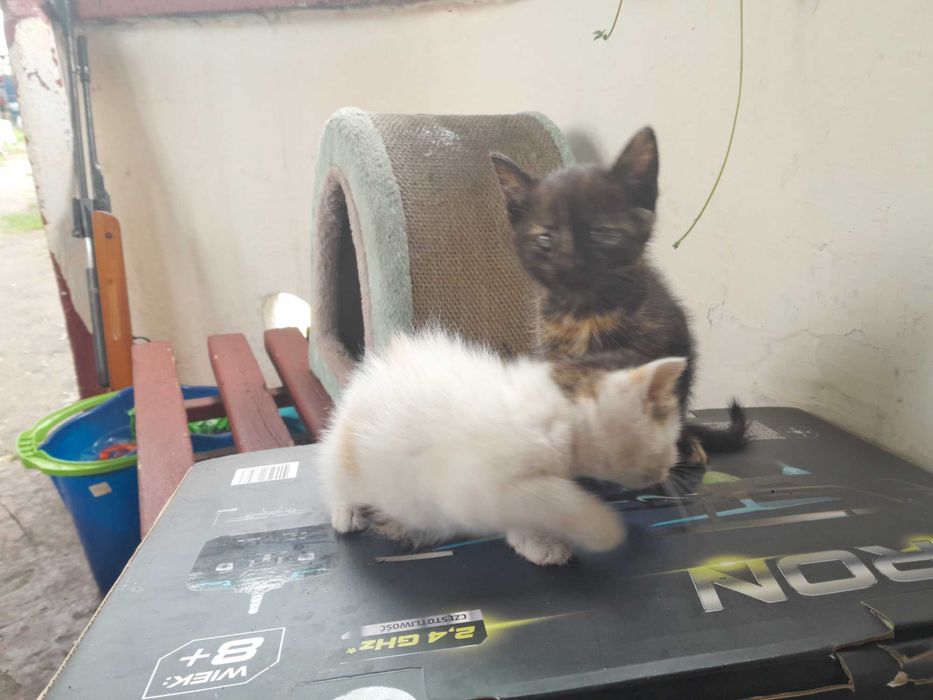 Kotek kot,samiczka 7 tygodni.ta jasna.