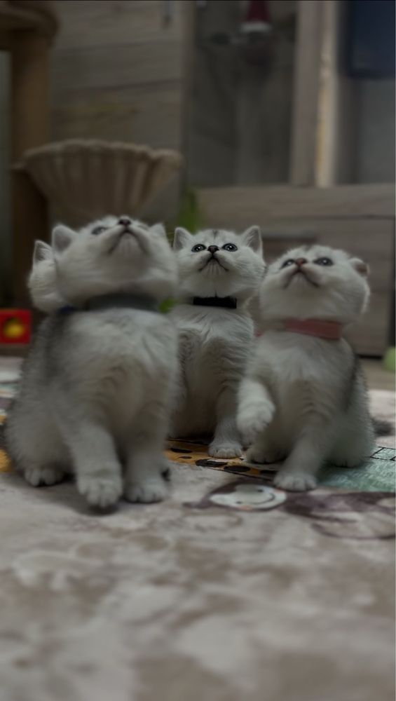Вязка Шотландского кота