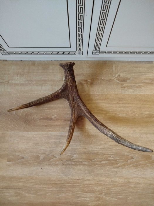 Продам роги та медальон під них